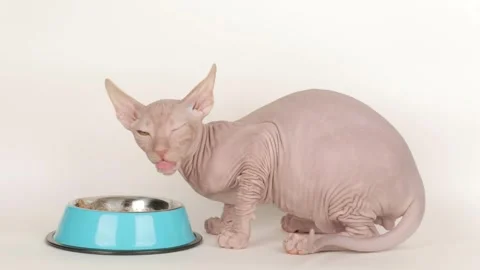 Cute sphynx kitten eats from a blue bowl 스톡 동영상 243697188