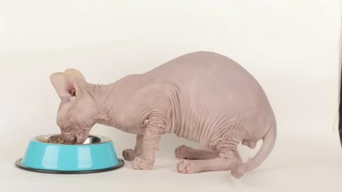 Cute sphynx kitten eats from a blue bowl Video stock 244334237