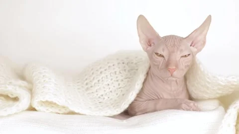 Cute sphynx kitten lies on a light background 스톡 동영상 243445045