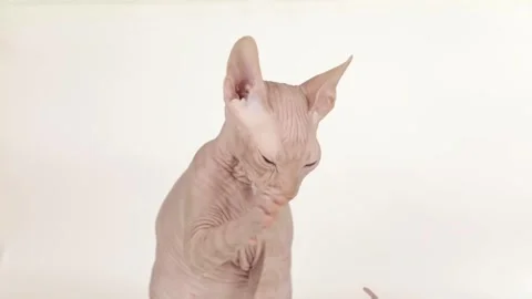 Cute sphynx kitten on a light background Stock Footage 243697192