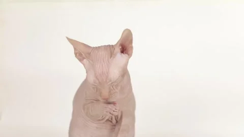 Cute sphynx kitten on a light background Vídeo Stock 244334266