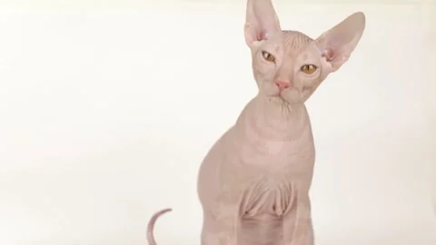 Cute sphynx kitten on a light background Vídeo Stock 245631574