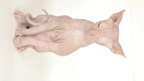 Cute sphynx kitten on a light background Video stock 245632249