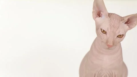 Cute sphynx kitten on a light background Stock-Footage 247828945