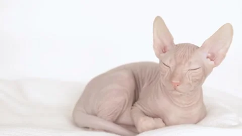 Cute sphynx kitten on a light background 動画素材 248141023