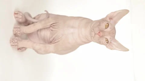 Cute sphynx kitten on a light background Video stock 250276041