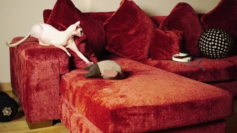 Cute Sphynx Kittens Explore Red Sofa. Stock Footage 307170372