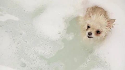Cute spitz dog bathes in the bath 스톡 동영상 249960141