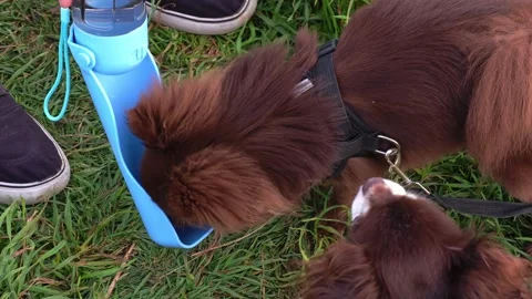 Cute Spitz Drinking Water from Bottle on Grass – Pet Hydration Outdoors Video stock 314073248