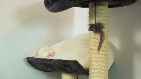 Cute Spoiled Cat Sleeping On Cat Tree. Changes Sleeping Position Stock Footage 142708620
