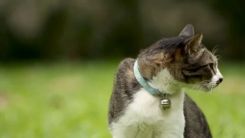 Cute spotted cat with a bell on the collar sitting on the lawn grass. Lumpini Vidéo 76564133
