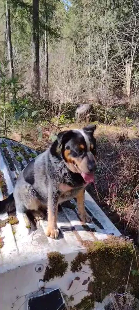 Cute spotted dog hanging out on a boat in forest Stock Footage 171598331