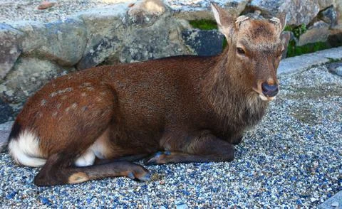 Cute spotted fallow deer Stock-Fotos