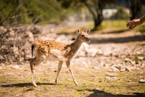 Cute spotted fallow deer is ruminant mammal belonging to the family Cervidae. Stock Photos