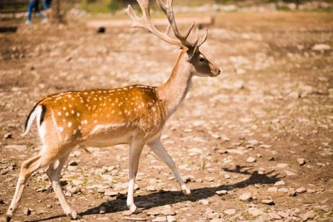 Cute spotted fallow deer is ruminant mammal belonging to the family Cervidae. Stock Photos