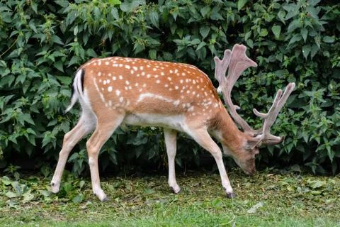 Cute spotted fallow Stock Photos