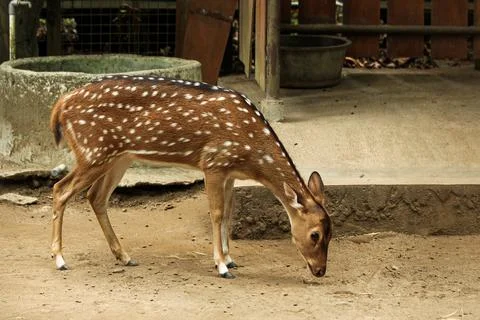 A cute spotted looking down i Stock Photos