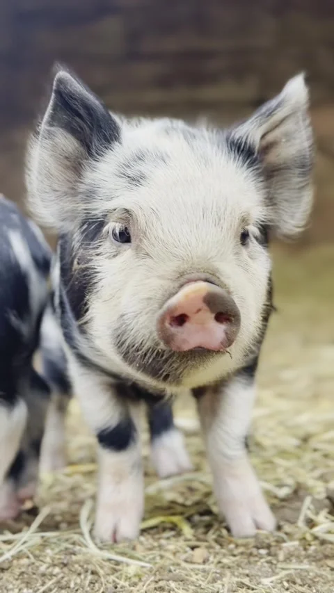 A cute spotted Piglet Stock Footage 280977589