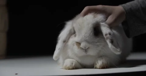 Cute spotted white rabbit being pet by a hand in the studio, animals, 4k Stock Footage 158290536