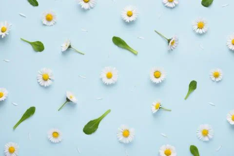 Cute spring floral pattern with small daisy flowers leaves and petals on blue Stock Photos