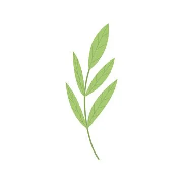 Cute spring green branch isolated on white background. Hand drawn botanical Stock Illustration