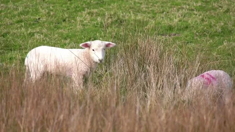 Cute Spring Lamb chewing the grass on the Romney Marshes Stock Footage 147550918