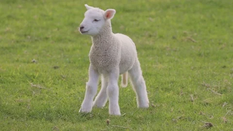 Cute spring lamb jumps out of frame Stock Footage 159680514