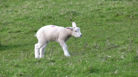 Cute Spring lamb in slow motion. Baa's and shakes. Stock Footage 147160467