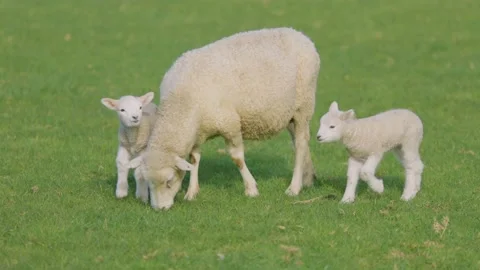 Cute spring lambs feeding with their mother Stock-Footage 159680882