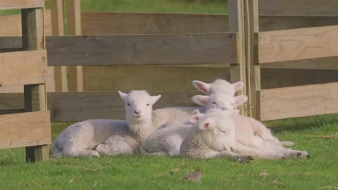 Cute spring lambs at rest by the pen Stock-Footage 159680780