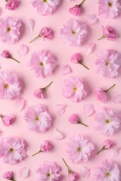 Cute spring sakura blossom pattern. Flower floral pattern with cherry flowers Stock Photos