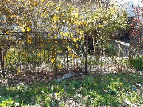 Cute Spring Shrubs Scenery 스톡 사진