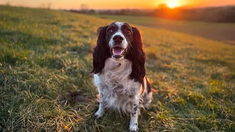 A cute Springer Spaniel dog in a field 스톡 동영상 328554840