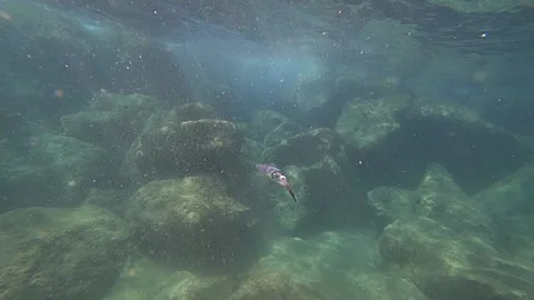 Cute squid (Teuthida) closer and further Stock Footage 142854072