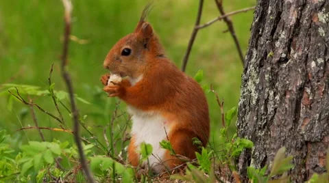 Cute squirell in summer Stock Footage 52668744