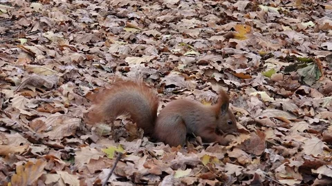 Cute Squirrel in the Autumn Park Looking for Nuts. 4K Stock Footage 81928344