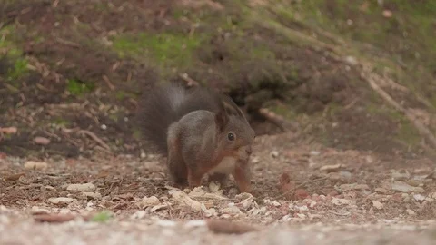 A Cute Squirrel Being Busted Sitting in Stolen Peanuts Stock Footage 108405933