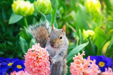 Cute squirrel between the colourful spring flowers Stock Photos