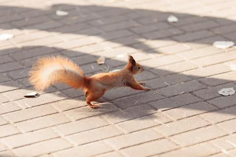 Cute squirrel on blurred natural forest background. Stock Photos