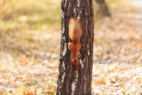Cute squirrel on blurred natural forest background. Stock Photos
