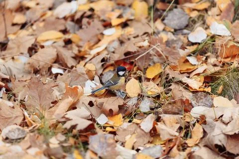 Cute squirrel on blurred natural forest background. Stock Photos
