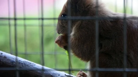 Cute squirrel in cage Video stock 100772932