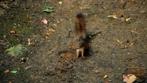 A cute squirrel came out of the forest to people. Close-up shooting of a rodent Stock Footage 323457828
