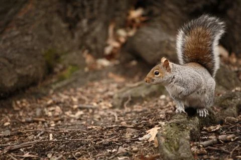 Cute squirrel at Central Park. Stock Photos