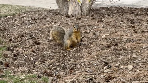 Cute squirrel chewing and running away on ground Stock Footage 331262545