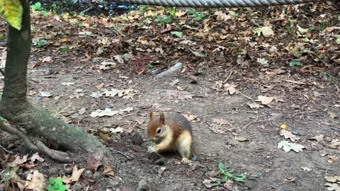 A cute squirrel chooses a nut.The squirrel is sniffing nuts. Stock Footage 171766273
