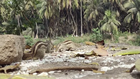 A cute squirrel chooses a nut.The squirrel is sniffing nuts. Animal, wild Stock Footage 237088915