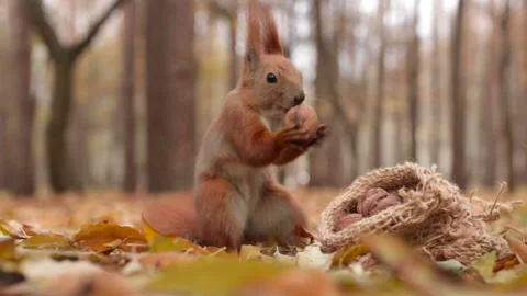 Cute squirrel chooses nuts from a bag Stock Footage 151711040