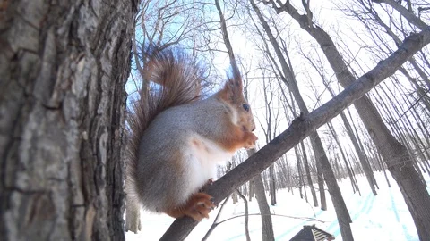 Cute squirrel in the city forest Video stock 87267009