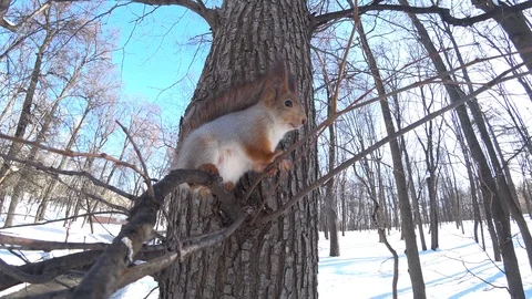 Cute squirrel in the city park Stock Footage 87266964